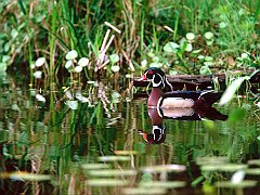 Wood Duck Drake in Marsh